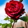 Love - Single
