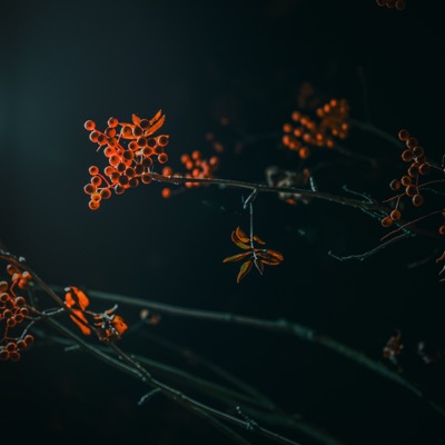 Contrast - Single