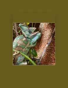 Ascolta robjul, guarda video musicali, leggi la biografia, vedi le date del tour & altro!