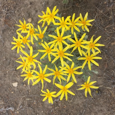 CoatHanger (feat. Andersen) - Single