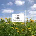 Hello Hello Sunshine