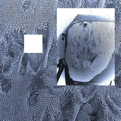 Ouve TRILL VON TRAPP THE ALBUM de TRILLVONTRAPP