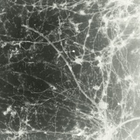 Cold Euphoria - Single - Tropics