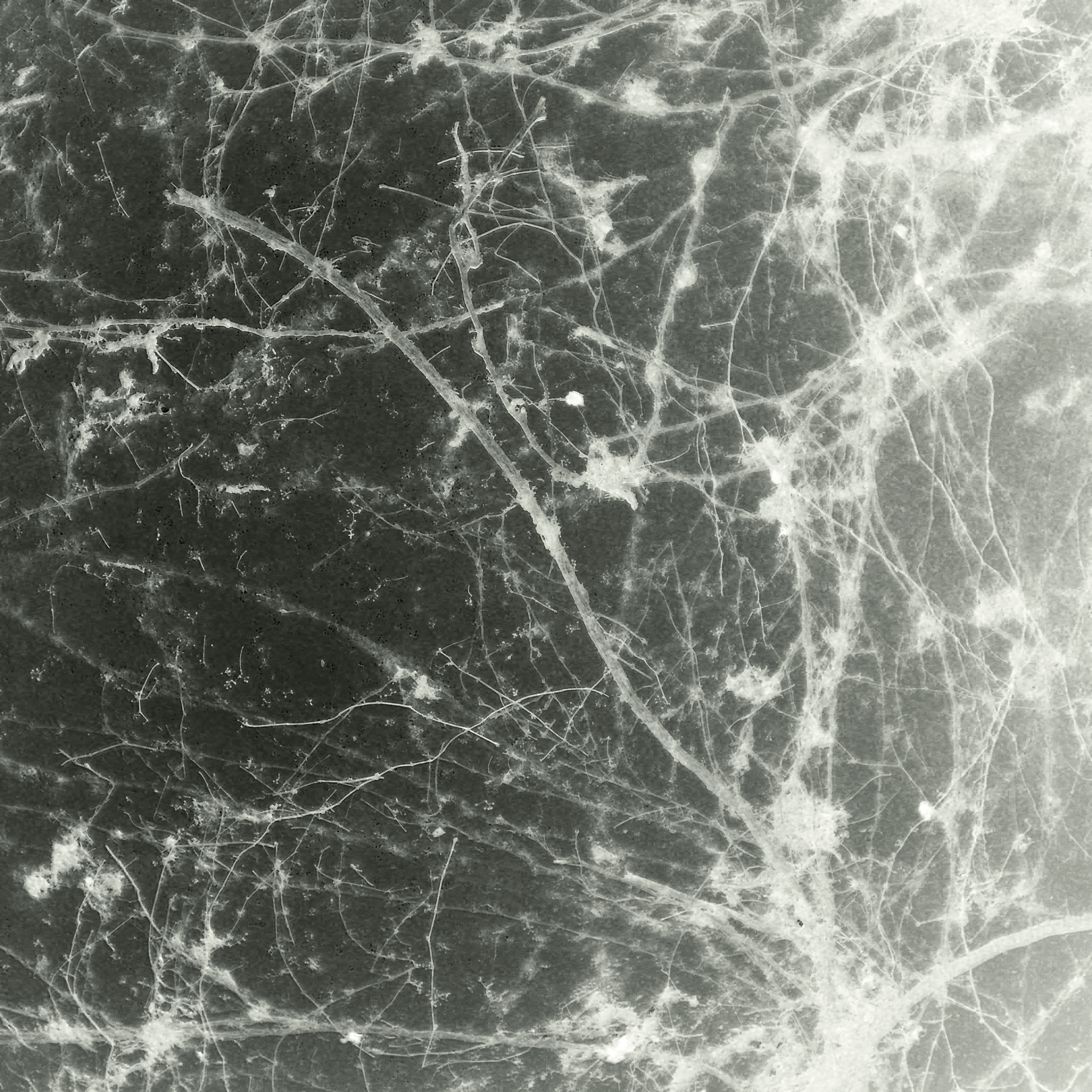 Cold Euphoria - Single