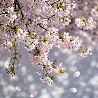 Bodega - Single - Awada & 8$hots