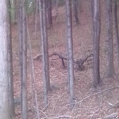 Trump vs Kamila - Single