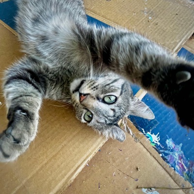 bitchimzachcallison (feat. YungDrape) - Single