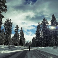 Into the Wild - Single - D.Graves