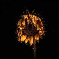 Mentias - Single - Diem