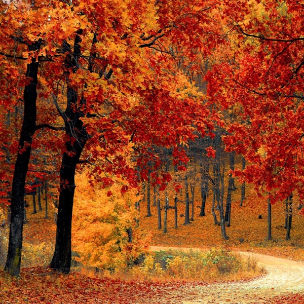 Autumn Road