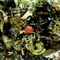 Under Violent Objects - Neotropic lyrics