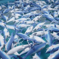 Shallow Water - Single - Anthony OKS