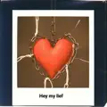 Hey my lief