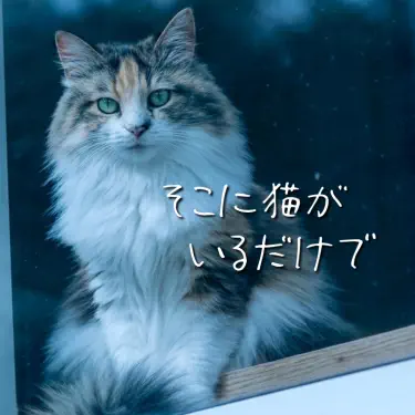 猫狂の歌 - neko neko project: Song Lyrics, Music Videos & Concerts