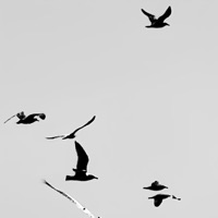 doldrums (feat. bronclair) - Single - tomorrow