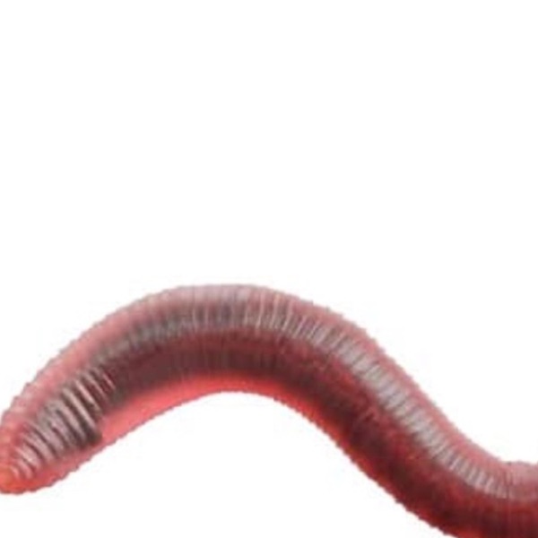 worm food