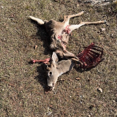 Manic pixie dream girl - Single