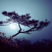 静謐(せいひつ)