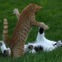 this shit might be laced chat - Single - zai