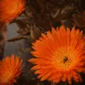 Des fleurs et des regrets