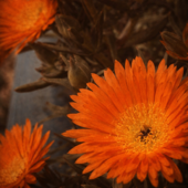 Des fleurs et des regrets