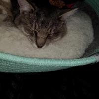 CATBOOTS - Single - Sha Tha Shaman