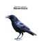 The Ravens - Rachel Lawson lyrics