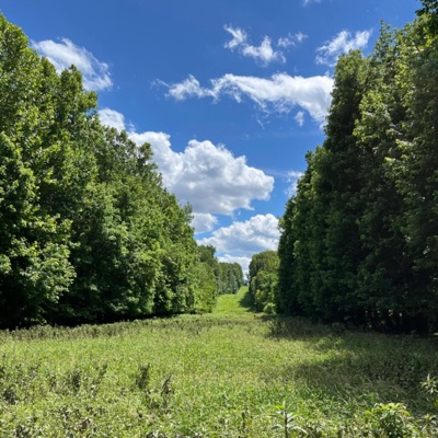 Lotus (My Crush) (feat. DamnMigo) - Single