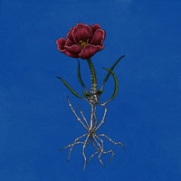 velvet sunsets - Single - slchld