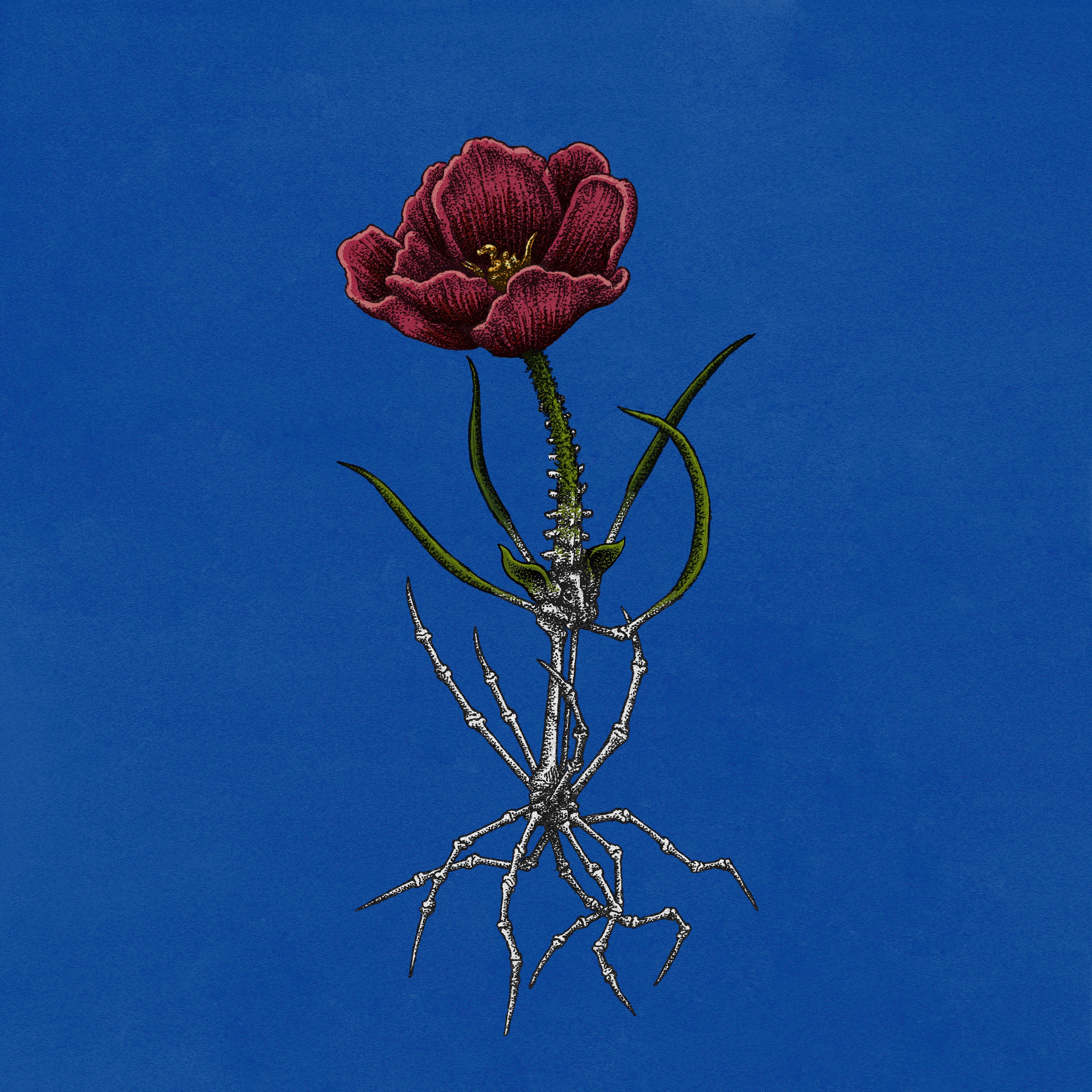 velvet sunsets - Single