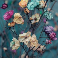 Marchitas Flores - Single - yermo7