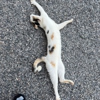 ไดโนเสาร์ไข่ดาวปาจังกี้ (sped up) - Single - THEMOONWILLALWAYSBEWITHME