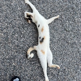 ไดโนเสาร์ไข่ดาวปาจังกี้ (sped up) THEMOONWILLALWAYSBEWITHME