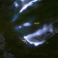 Album cover for Wisp by Mooncloud