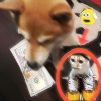 ##posed2win (feat. vilse) - Single - kizuu