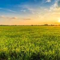 Green fields (feat. 3onzer) - Single - lizrdk