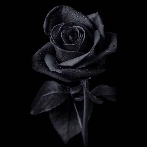 Deadly Rose (feat. Deadly) - Single