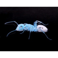 Antsy - Single - CrimZon