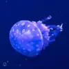 jellyfish!