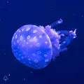 jellyfish!