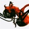 pupa (feat. cacophony) - QM lyrics