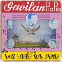 El borrachito