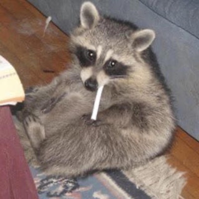 Clementines lullaby cover - Single