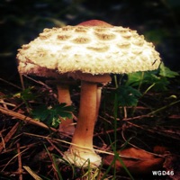 Mushroom Much? LP - Luka