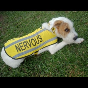 Nervous