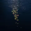 Shallows