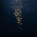Shallows