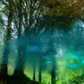 Forest River