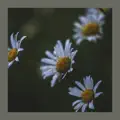 A Little Hope