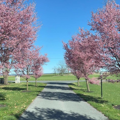 Caffeine (feat. Aliana Mercuri) - Single